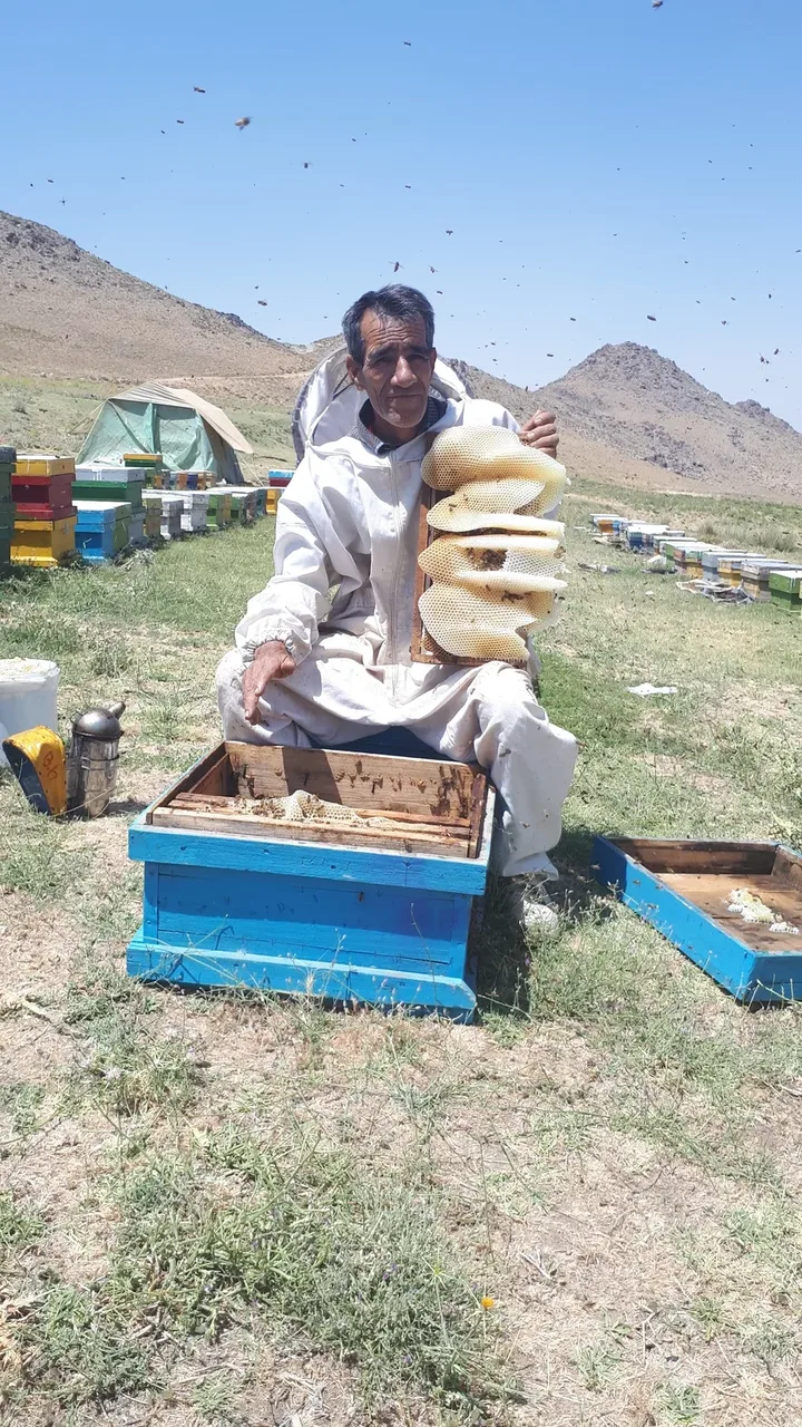 پخش عسل بهرام 2