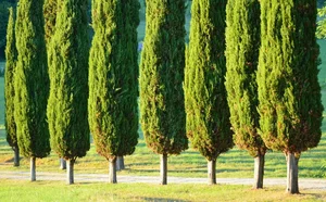 درباره درخت سرو - biokasht.com