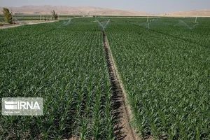 اراضی منابع طبیعی تنگ