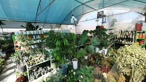 گلخانه گل و گیاه مارال