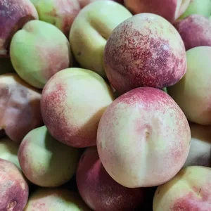 ميوه سرای فردوس
