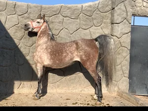 مزرعه پرورش اسب محمد فتحی