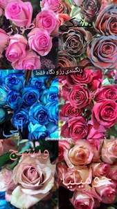گل فروشی 3