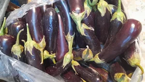 میوه و تره بار کیانی 3