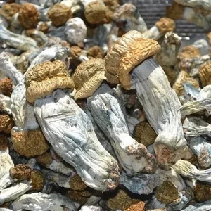 قارچ کده پابلو