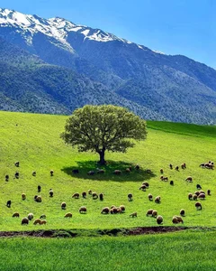 رستوران دریایی جنگل حرا