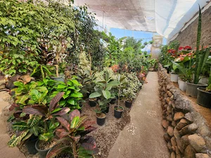 گل باغ افرا | گلخانه