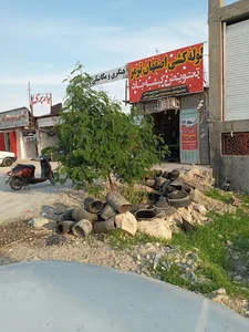 شهرداری جم