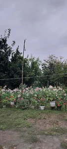 مسجد کمسار بزرگ