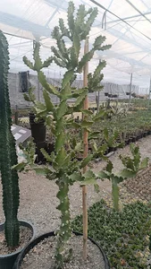 گلخانه کاکتوس دایی