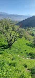 بهمنی