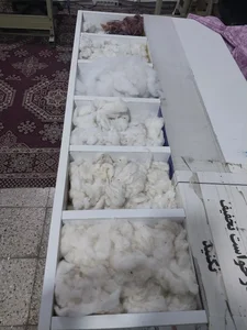 پنبه زنی بندرعباس، خلیج 2