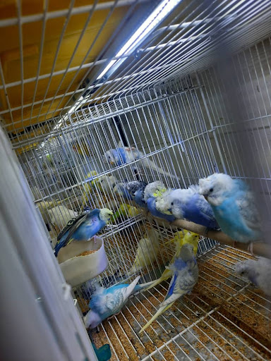 پرنده سرای ققنوس