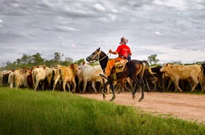 Cattle | Description, Species, Terminology, Breeds, & Facts ...