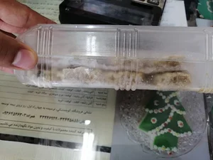 موسسه خیریه روزبه