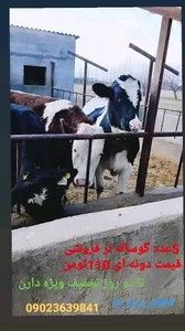 گاوداری عبدی