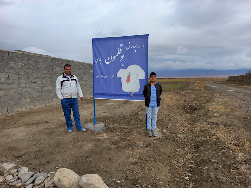 پرورش بوقلمون جباری