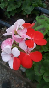 گل و گیاه منصوری