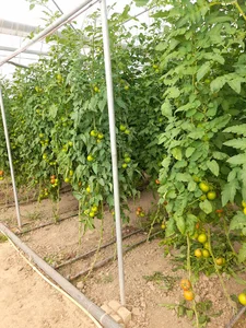 گلخانه برادران اسدی