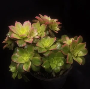 گلخانه ناب گل