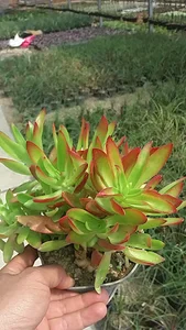 گلباغ قربانی