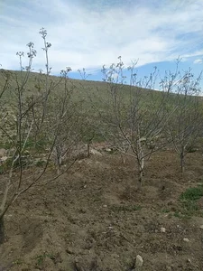 دره گرگ