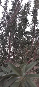 باغ ویلای محمدمهرپوی صالحی