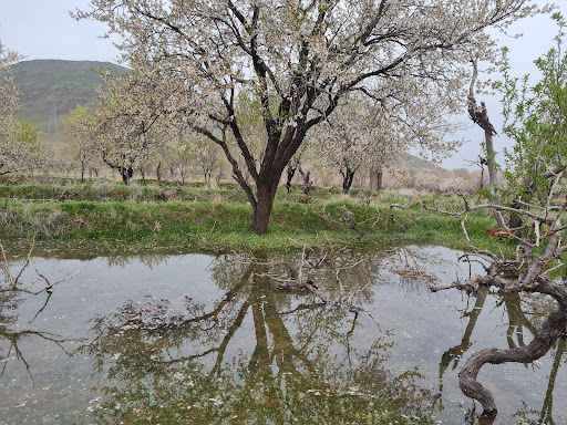 باغستان انجیلاق