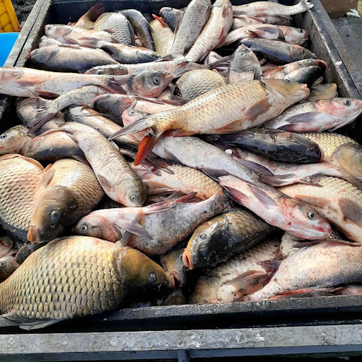 استخر ماهی گلرخ