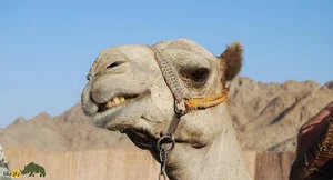 شتر مهابادی