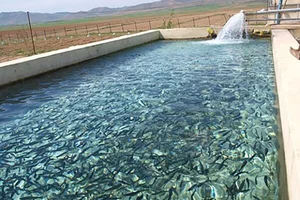 مزرعه پرورش ماهی مهندس میرصادقی