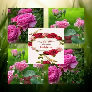 تولید گلاب و عرقیات رضوان