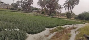 باغ