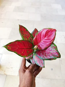 گلکده گل و گلدون