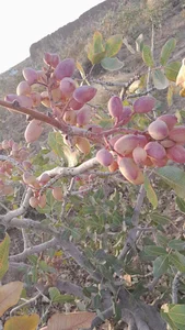پسته حسن علی اصغر