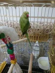 مارال پاروت