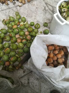 خشکبار گلچین