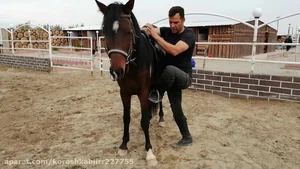 باشگاه سوارکاری شاهین