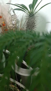 دوخت کاور مبل حاجی‌رضائی