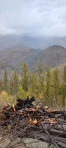 باغ رهنما
