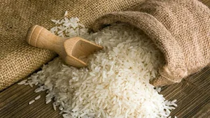 برنج درنای گیلان