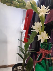 بوتیک آنلی