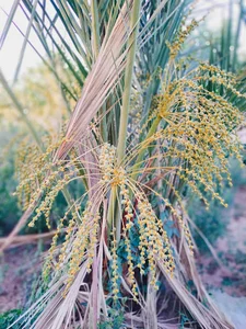 گود و گوار