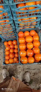 بارفروشی و حق‌العمل‌کاری سید موسوی