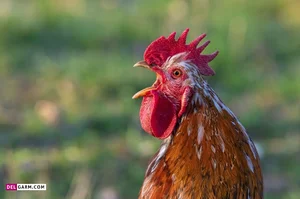 خروس فروشی لرستانی