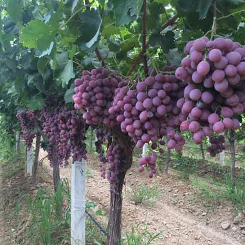 خدمات کشاورزی جوانه
