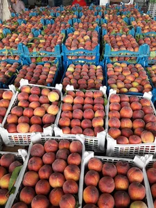 میدان میوه و تره بار ساری