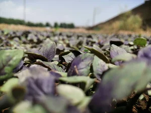 باغ سبزیجات تازه