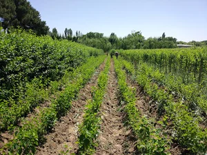 موسسه کشاورزی جاریانی