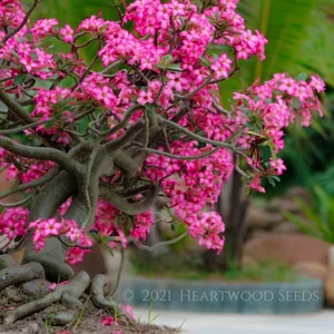 Adenium Gallery